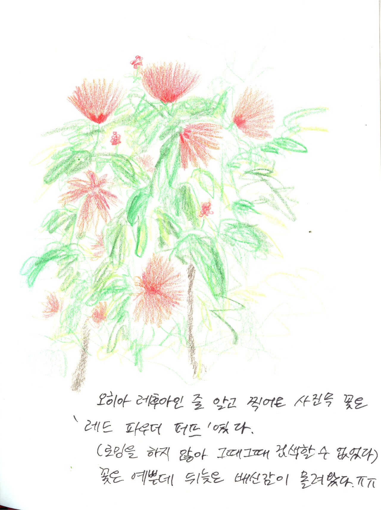 레드파우더 퍼프.jpg