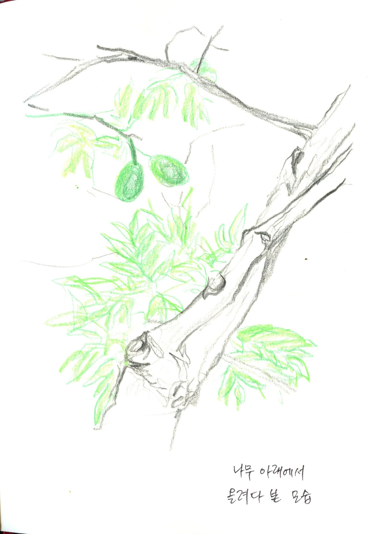 빵나무 올려다본.jpg