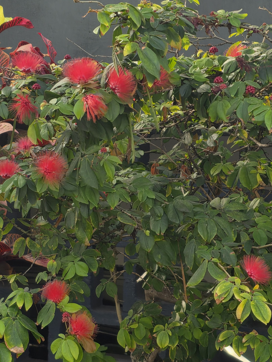 레드 파우더 퍼프.jpg