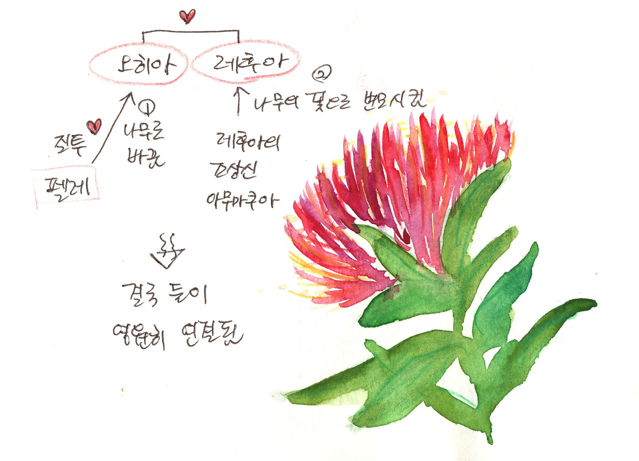 오히아 레후아.jpg