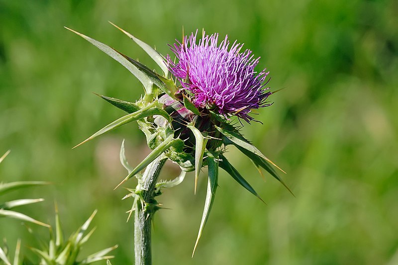 800px-Milk_thistle_flowerhead.jpg