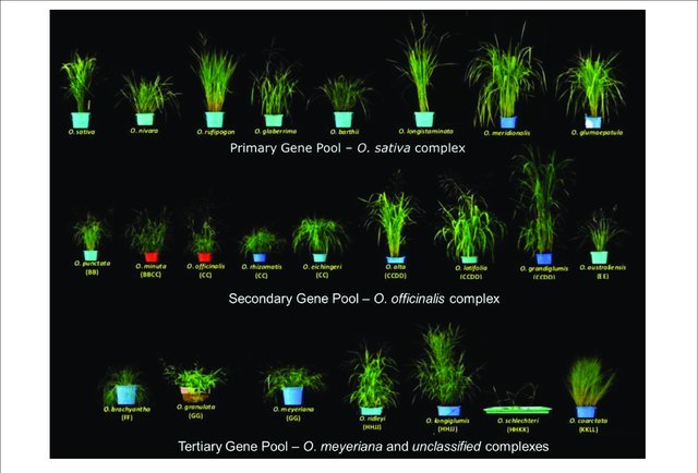 Diversity-of-wild-rice-species-The-24-wild-Oryza-species-are-divided-into-a-primary_W640.jpg