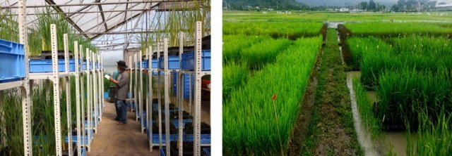 Marker-assisted-breeding-service-in-greenhouse-left-and-in-the-field-right_W640.jpg