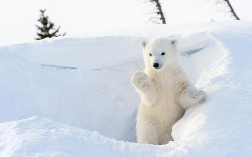 북극곰 귀여워.jpg