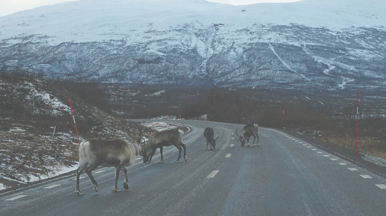 고속도로 순록.jpg