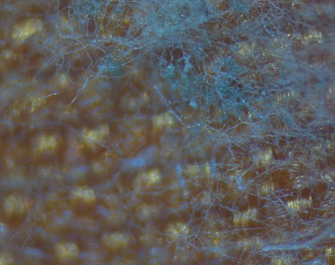 100X cloth fungus 1.jpg