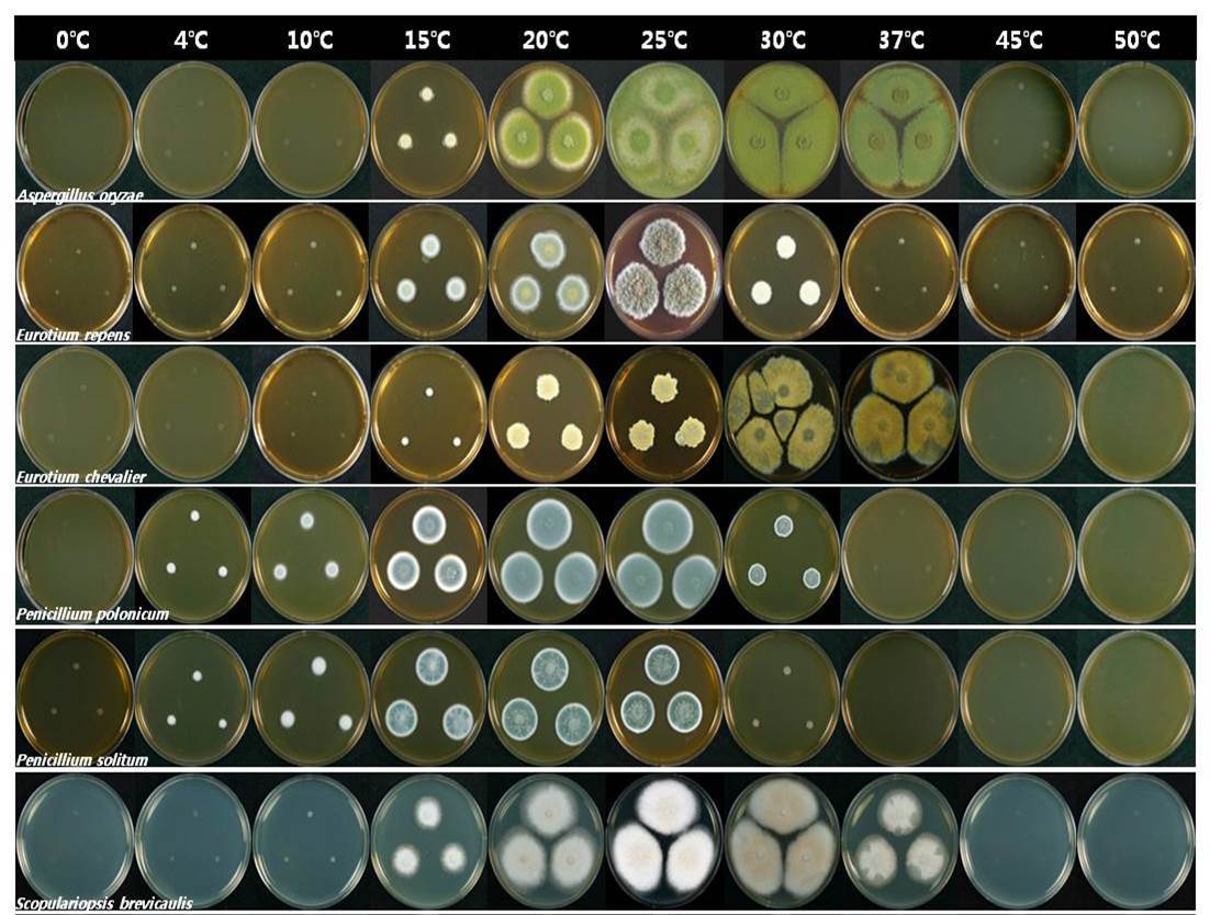 그림 5. 메주곰팡이의 온도에 따른 생장.jpg