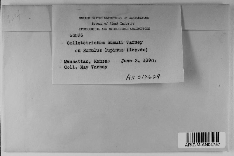 BPI herbarium(ARIZ-M-AN04757).jpg