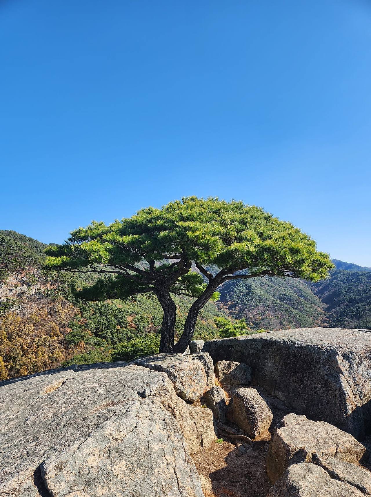 독야청청 소나무.jpg