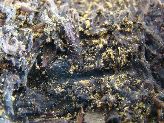 Golden flower in Puer tea.jpg