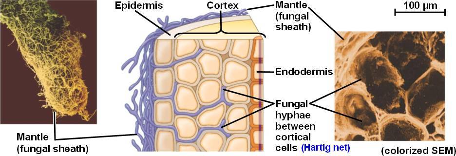 Ectomycorrhiza_illustration (Wikipedia).jpg