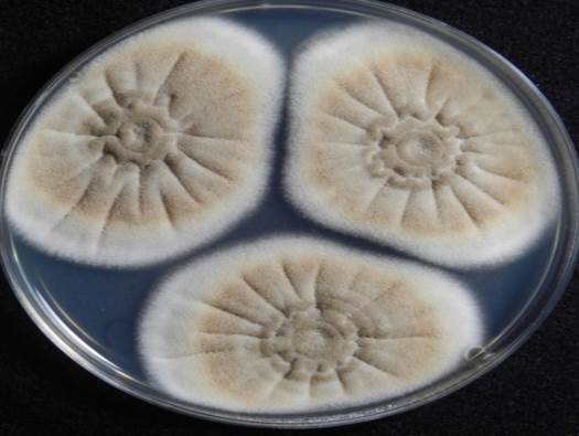 KACC 46516 배양 사진.jpg