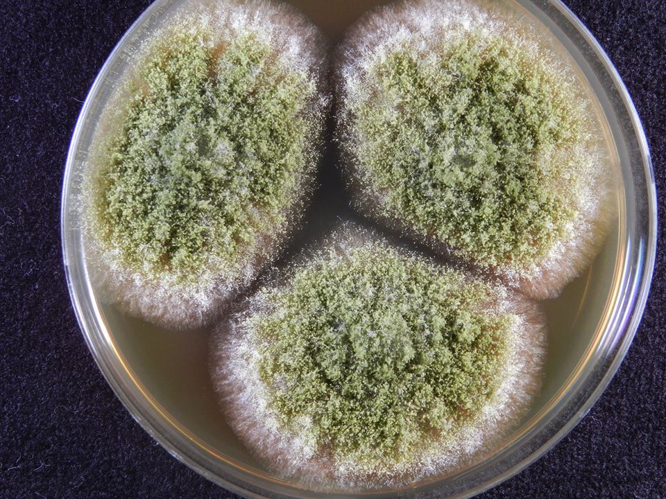 황국균 배양 사진.jpg