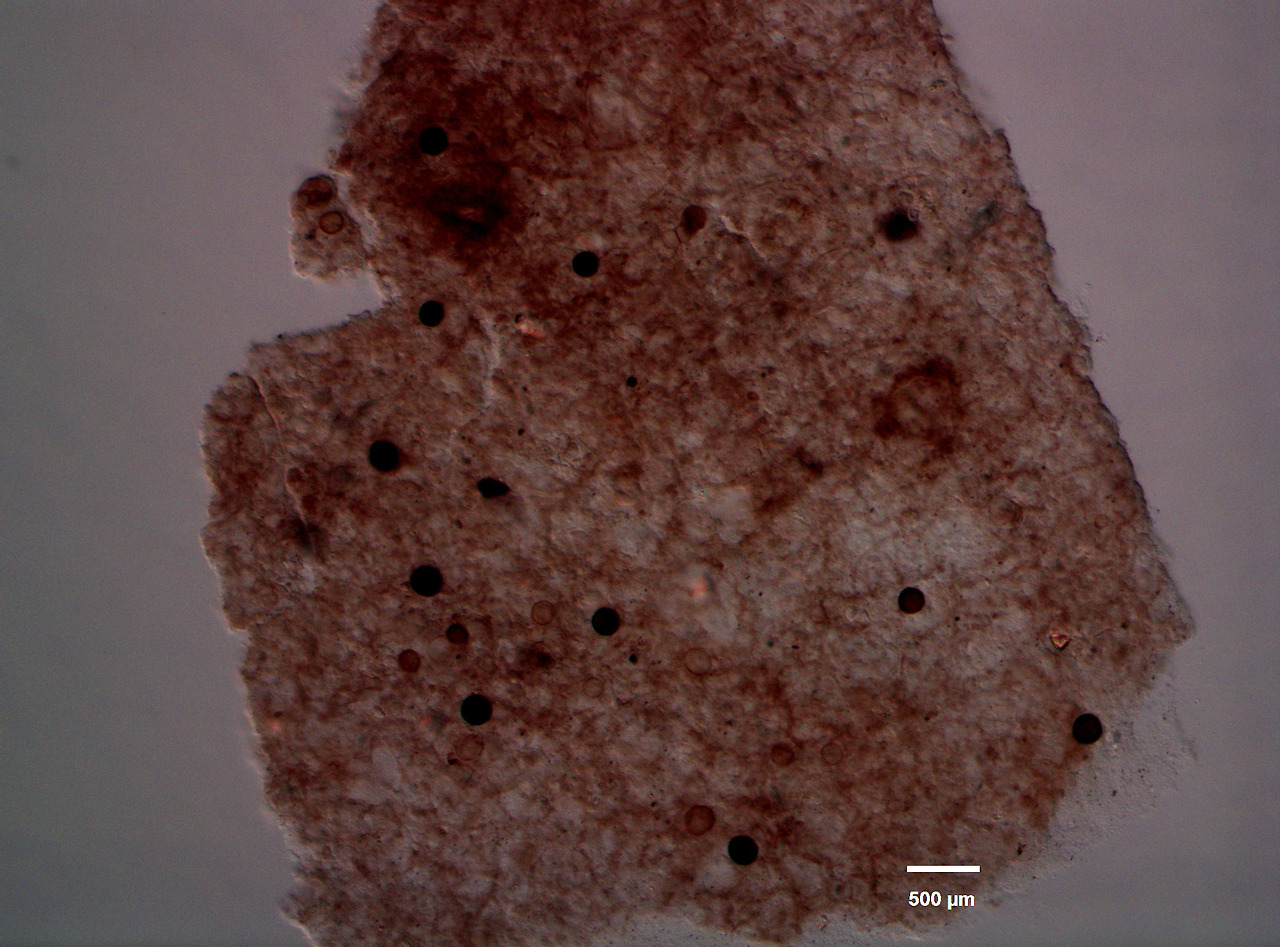 Silicon LM 20X-2.jpg