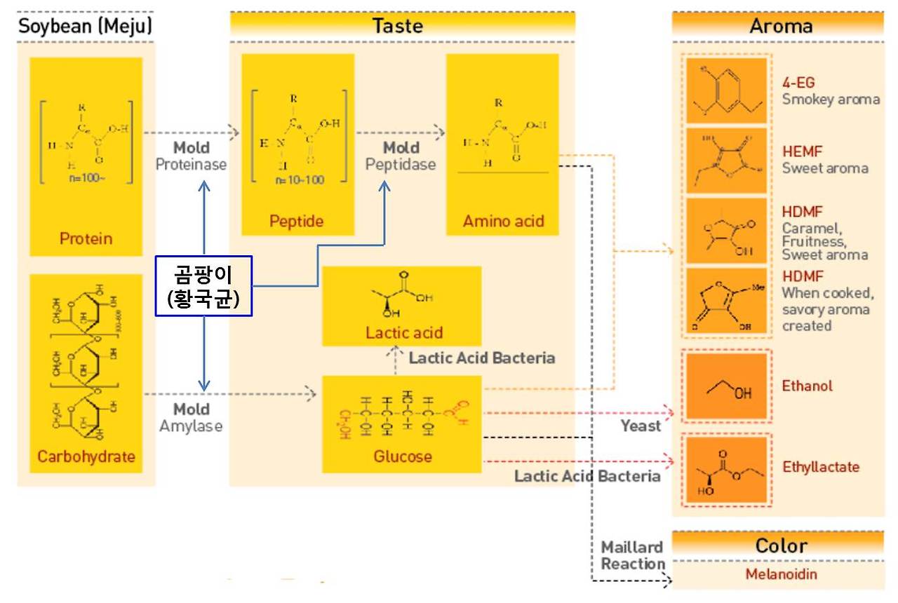 장과 미생물과 맛, 향, 색깔.jpg