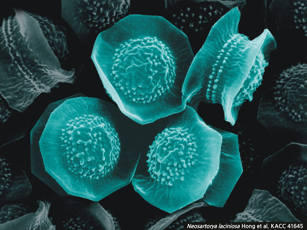 Neosartorya laciniosa.jpg