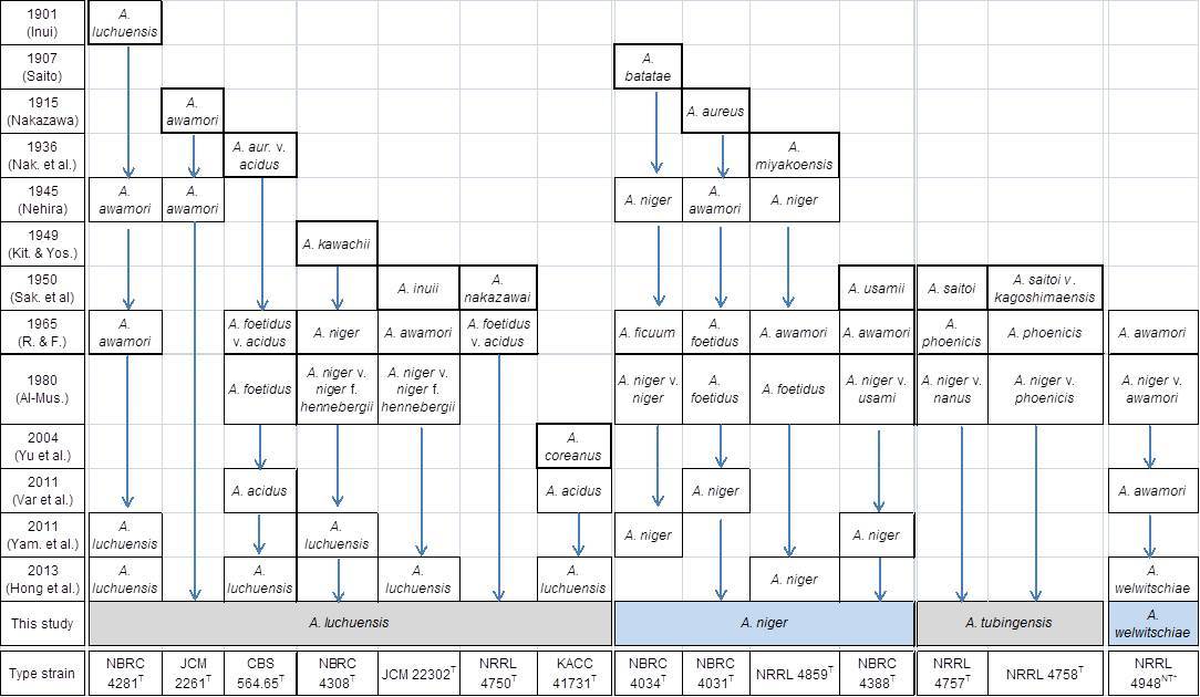 흑국균의 이름 변화.jpg