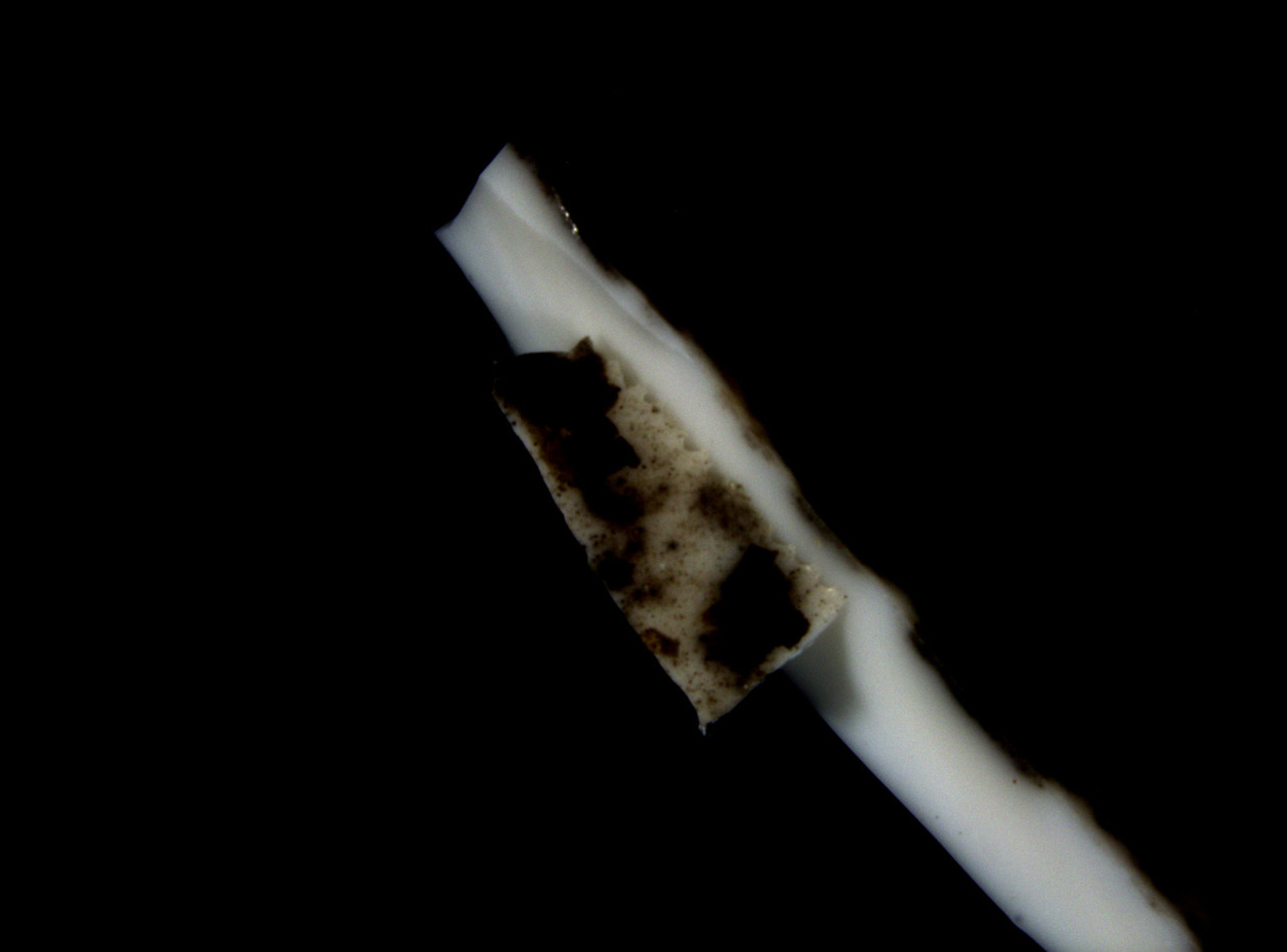 실리콘곰팡이5(Silicon 10X-3).jpg