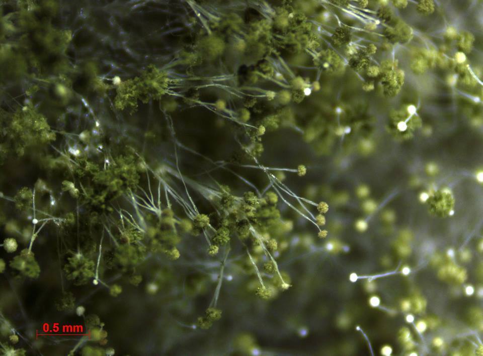 황국균 해부현미경 사진.jpg