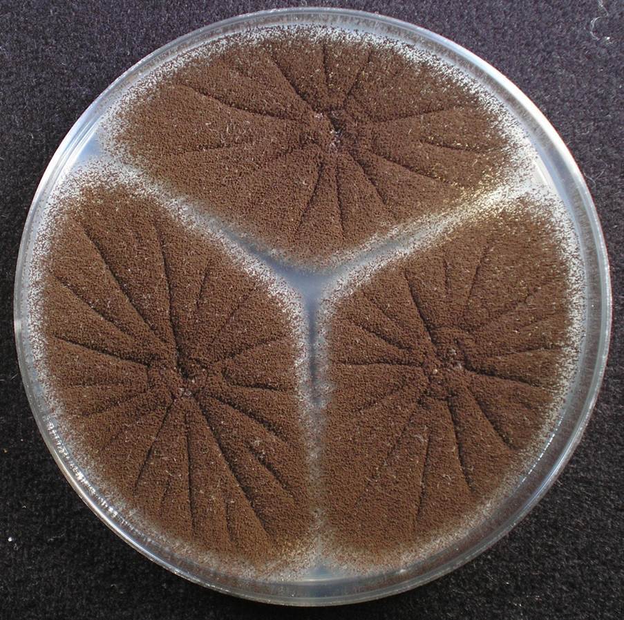 KACC 46490 메주에서 분리한 흑국균(Asp. luchuensis).jpg