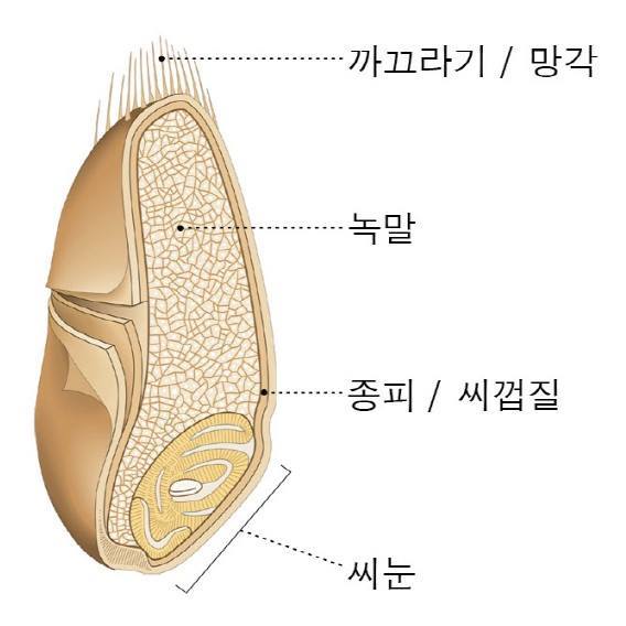 밀알의 단면(네이버지식 인용).jpg