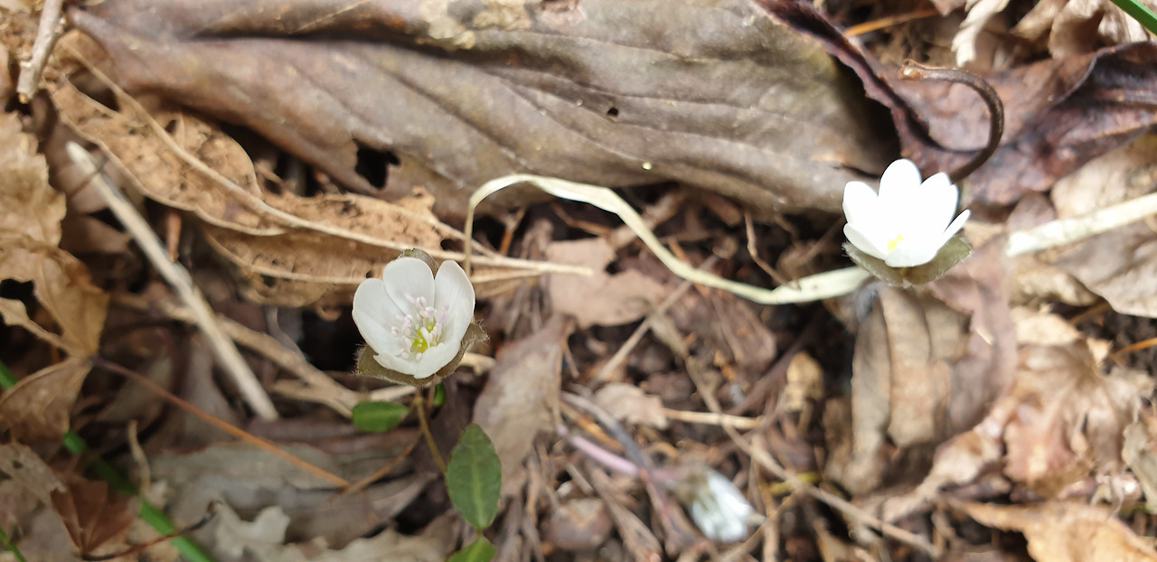 노루귀(신정미. 2.15)2.jpg