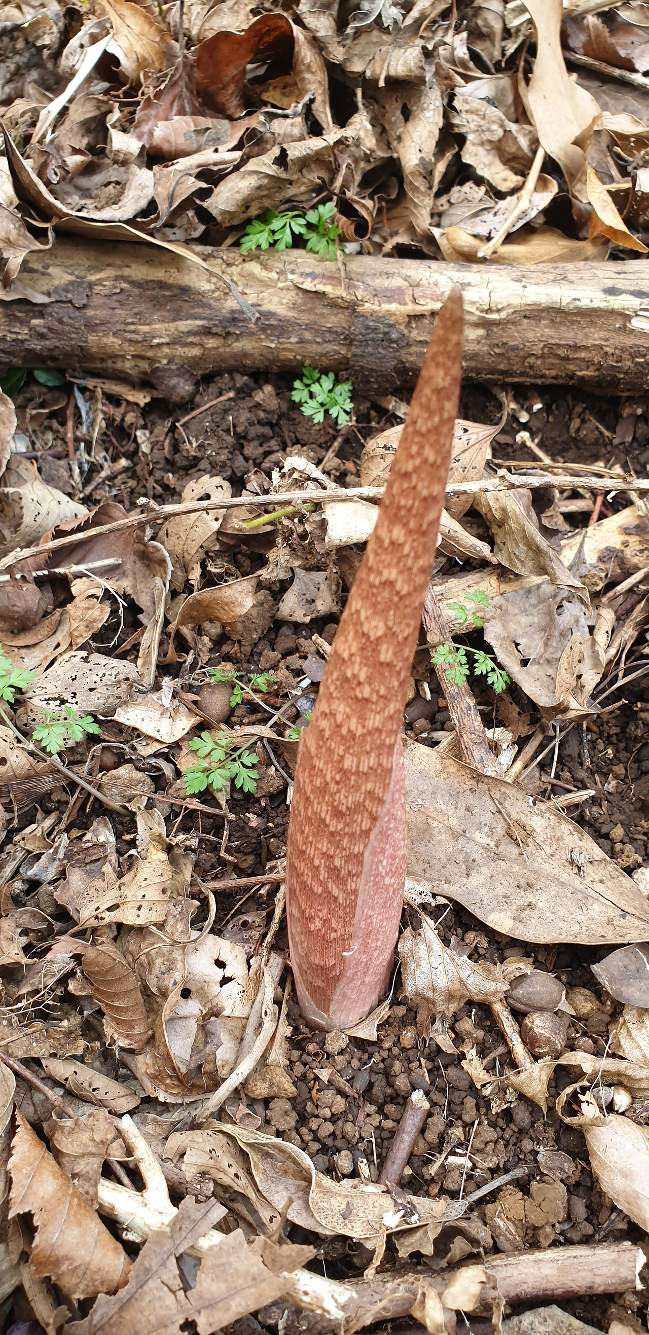 천남성(신정미, 거문오름, 2020.3.6).jpg