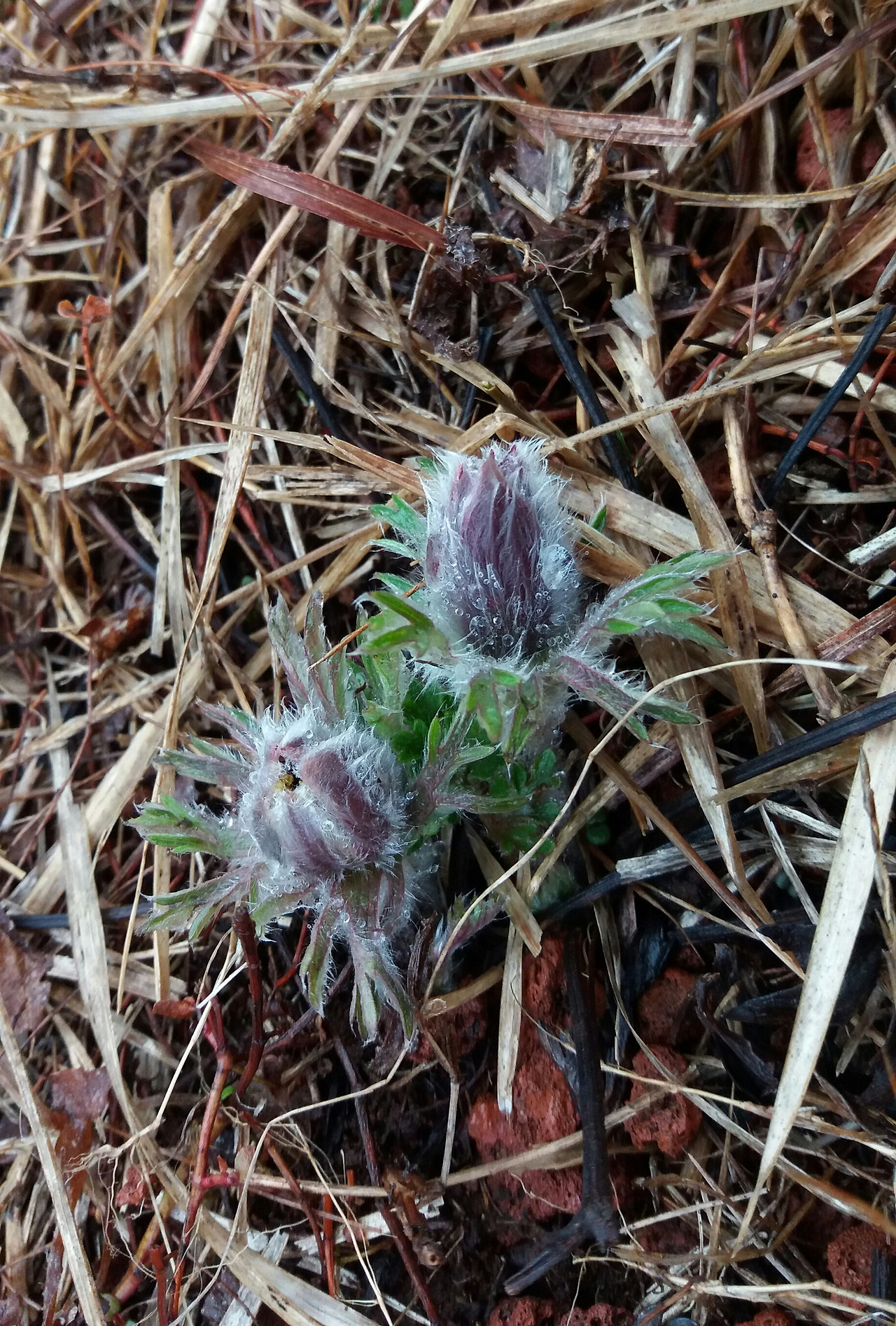 할미꽃(윤양선, 새별오름.2020.3.7).jpg