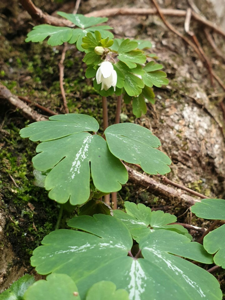 개구리 발톱(김정희 2020.3.3).jpg