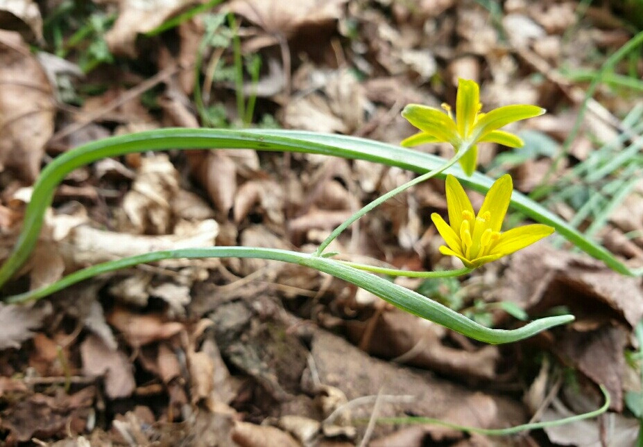 중의 무릇(김정희, 2020.3.3).jpg