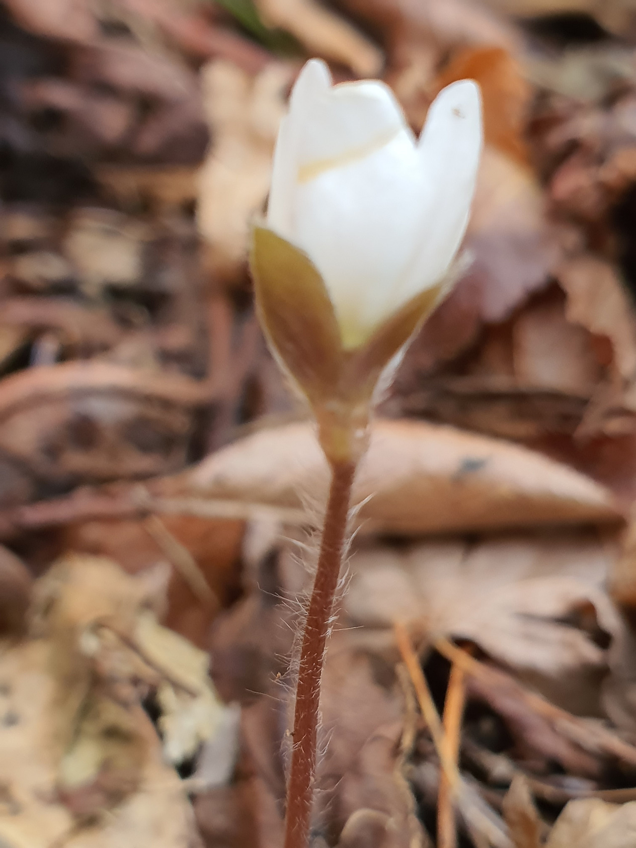 노루귀(강경민 2020.2.24).jpg
