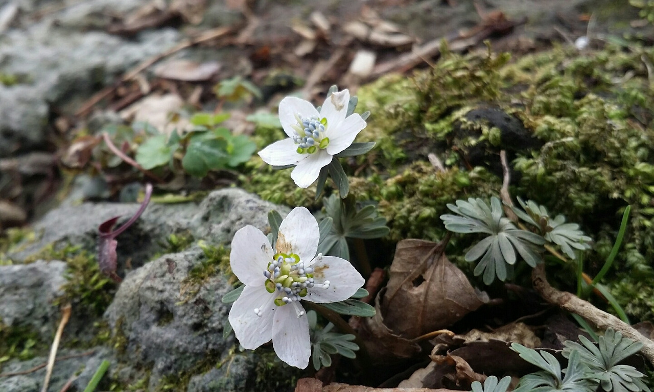 변산바람꽃(김정희. 2020.3.3).jpg