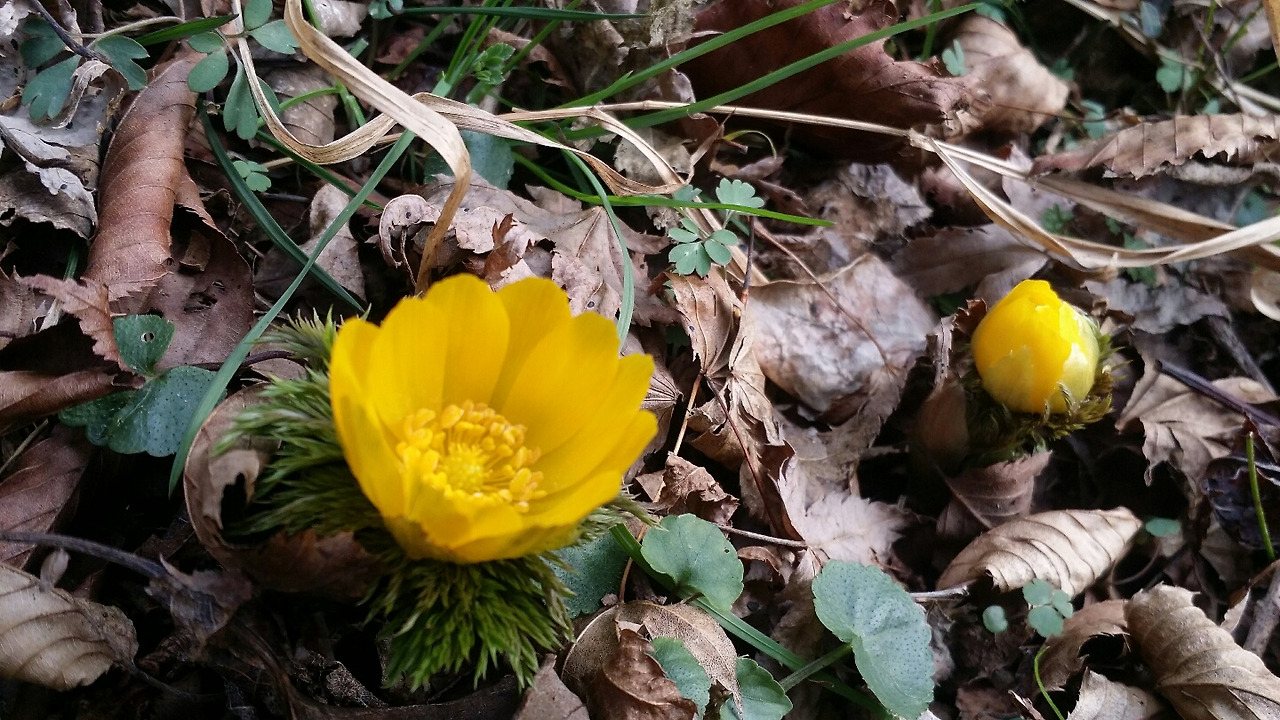 김정희 얼음새꽃.jpg