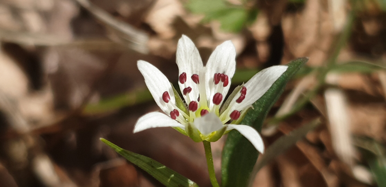 개별꽃(권오택. 민오름. 2020.3.5).jpg