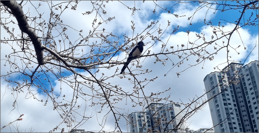 까치01.jpg