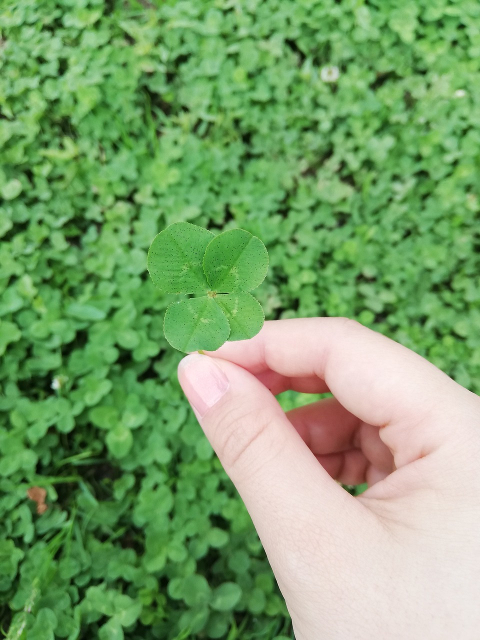 clover-5973019_1280.jpg