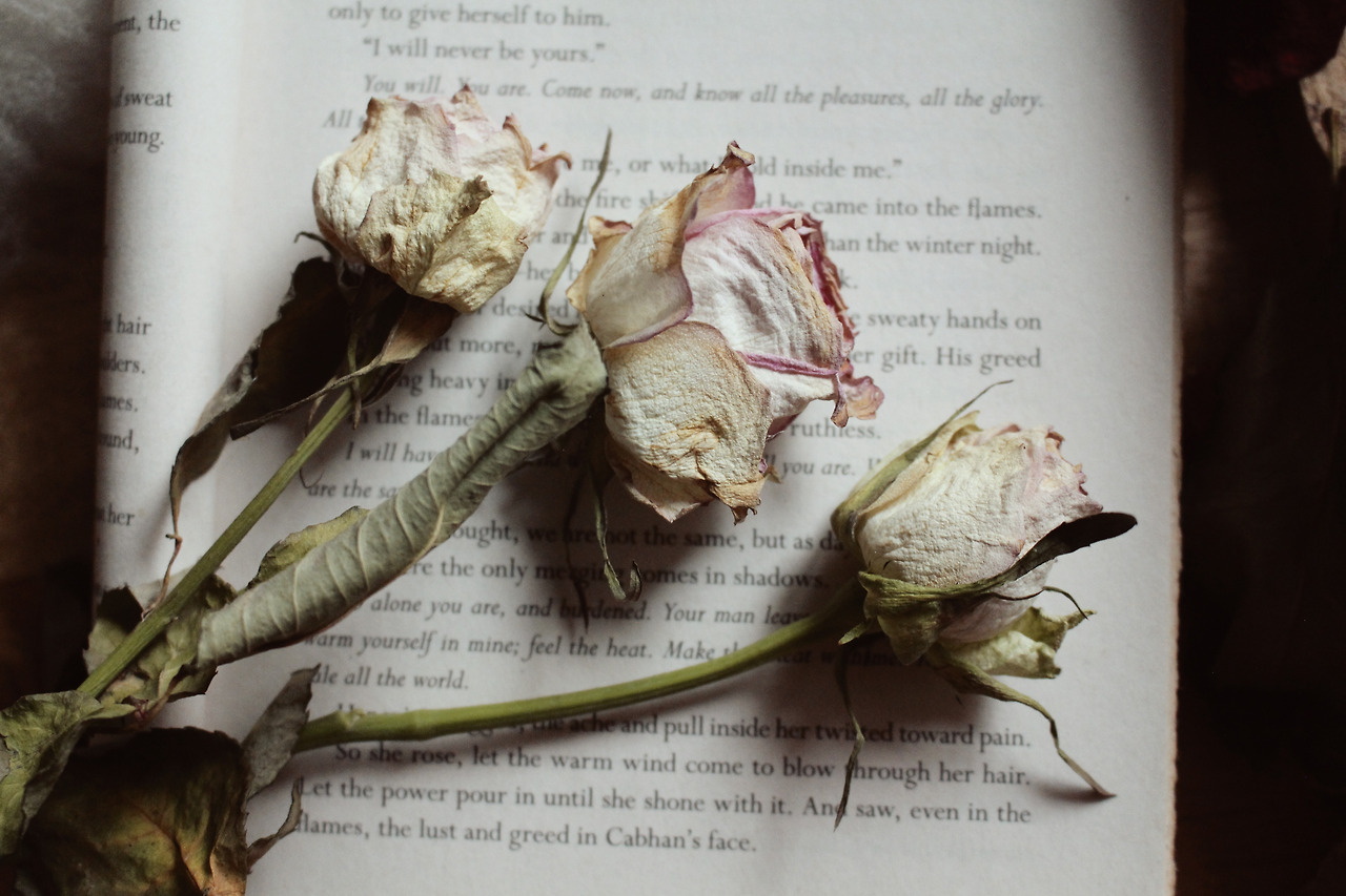closeup-shot-of-beautiful-dried-flowers-on-an-open-book.jpg