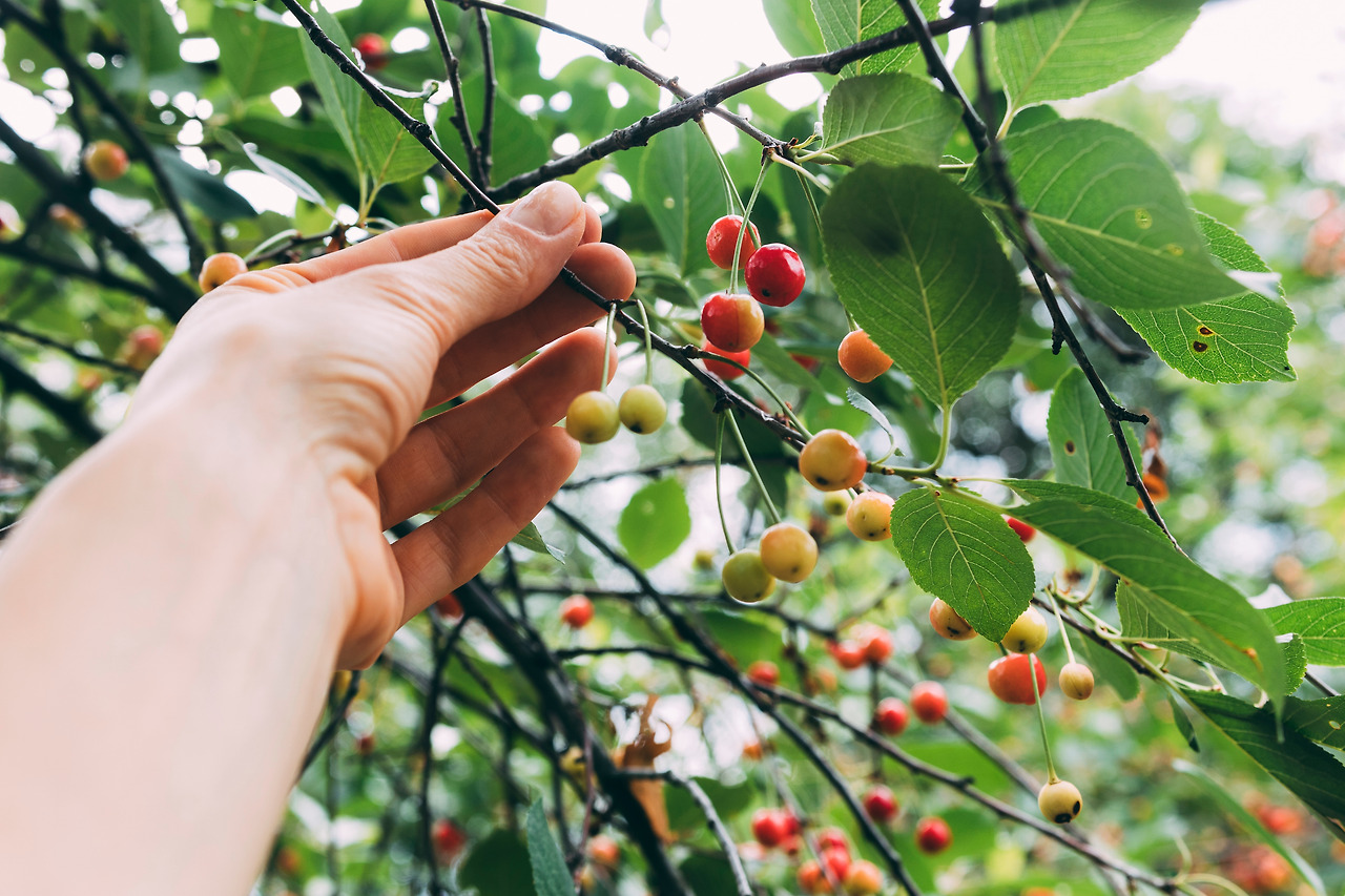 orchard-concept-with-hand-picking-berries.jpg