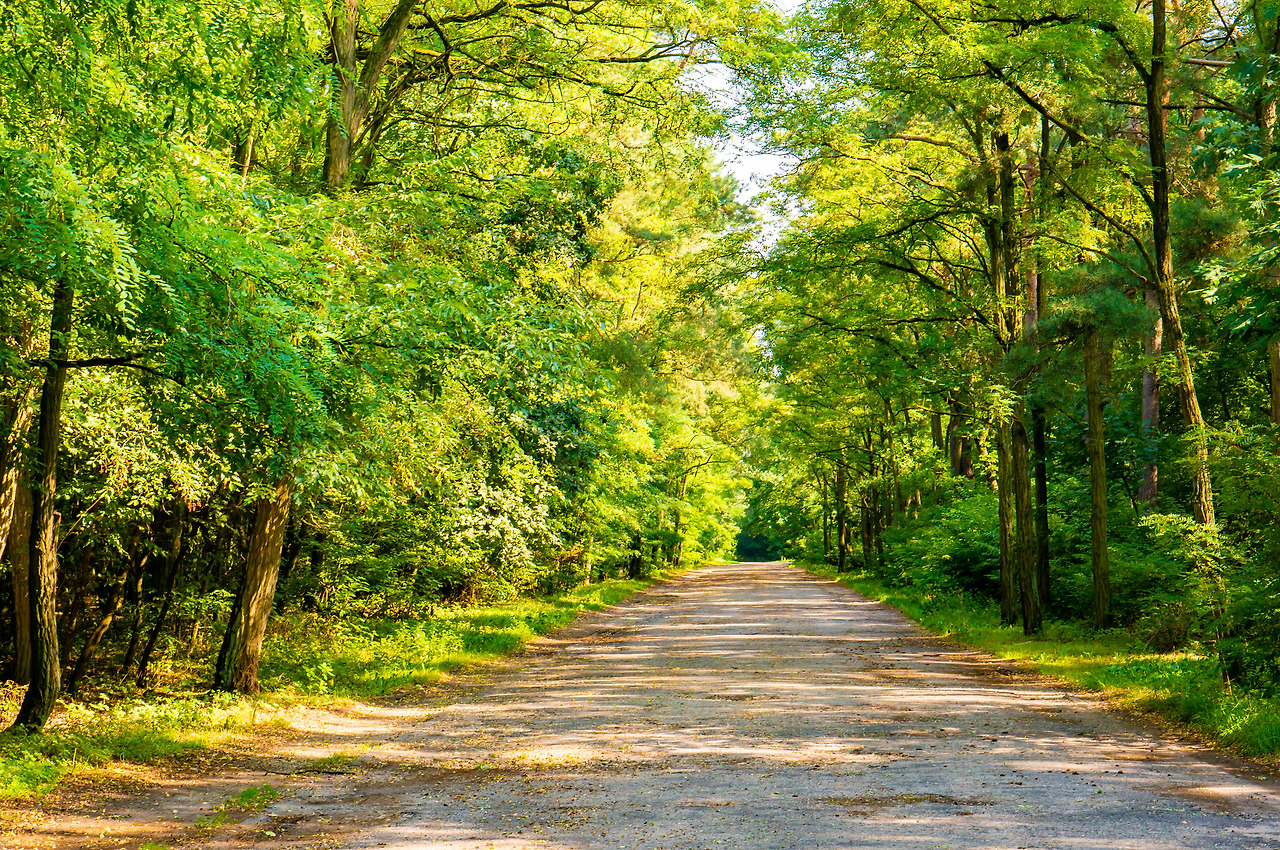 sunny-road-forest-surrounded-by-green-trees-summer.jpg