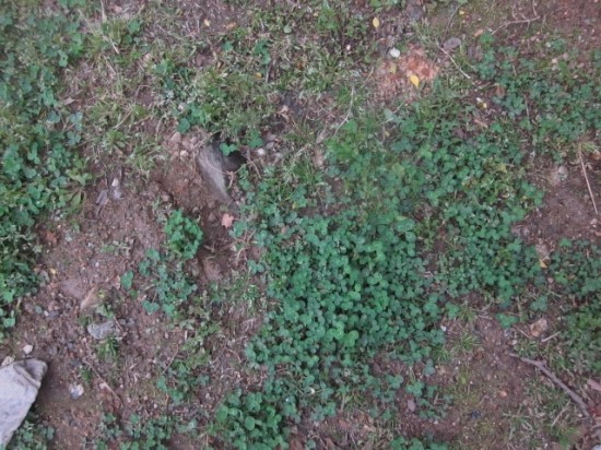 사육신 공원의 세잎클로버.jpg