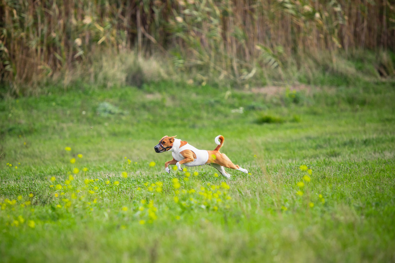 sportive-dog-performing-lure-coursing-competition.jpg