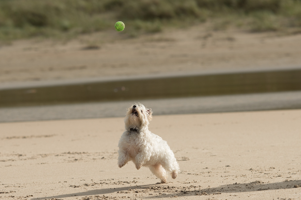 closeup-shot-white-dog-playing-sandy-shore.jpg