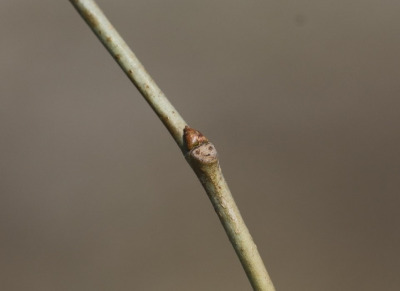 82506_60234_2850 허태임 좀팽게나무.jpg