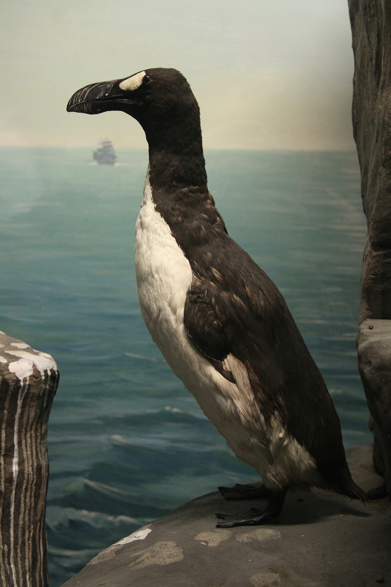 Philadelphia_Great_Auk.jpg