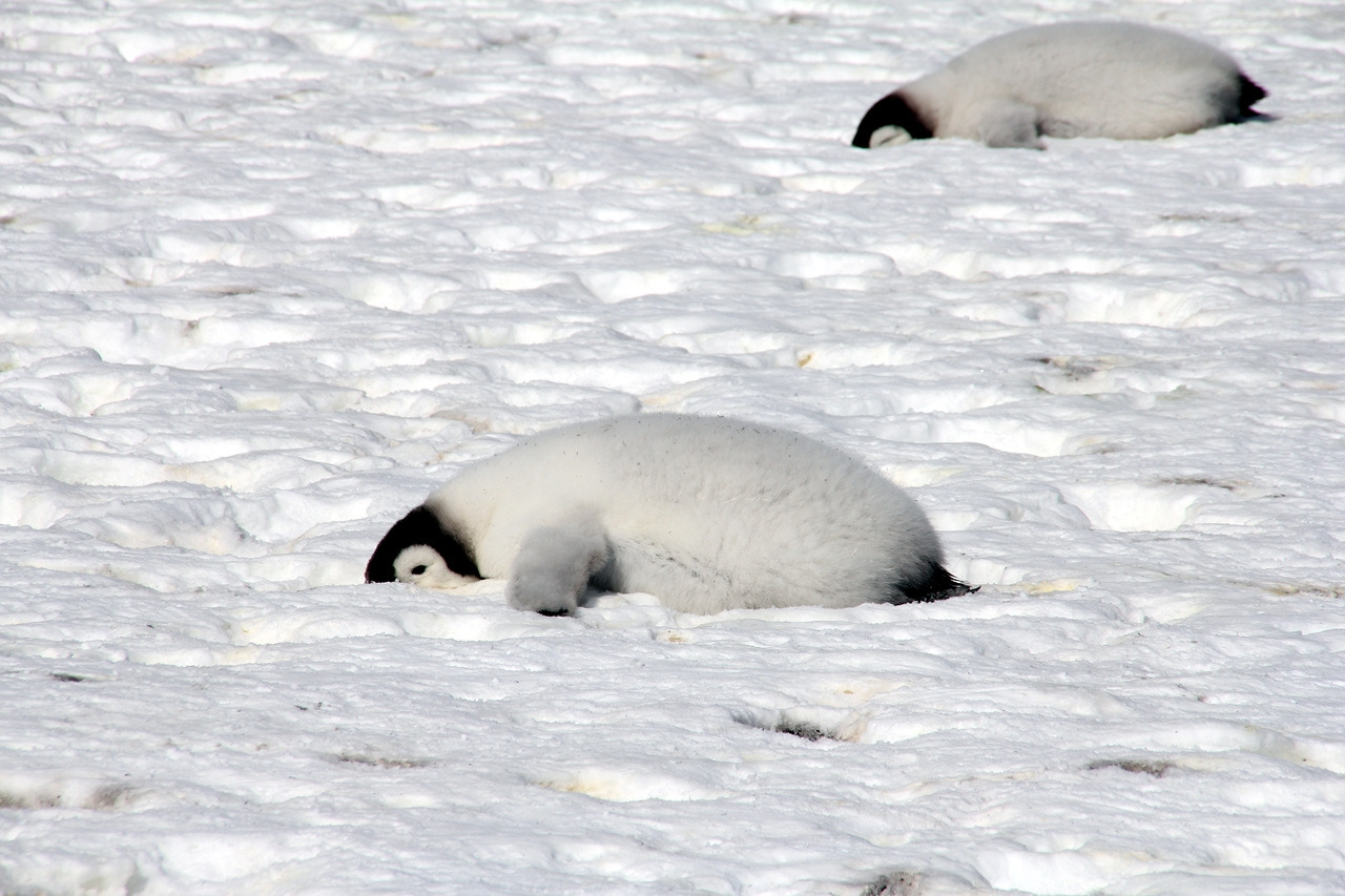 새끼 황제펭귄 (3).jpg