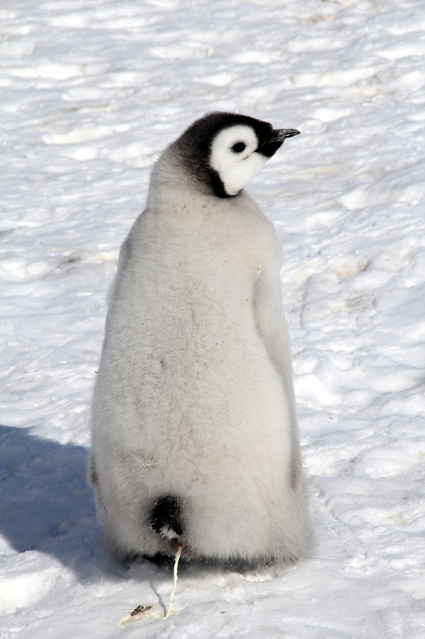 새끼 황제펭귄 (2).jpg