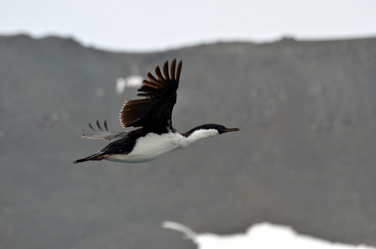 Antarctic_shag_in_Flight.jpg