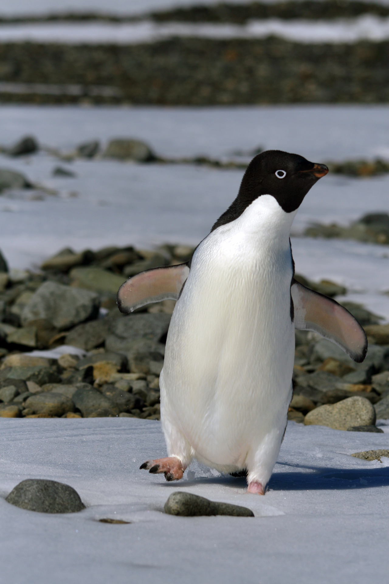 아델리펭귄.jpg