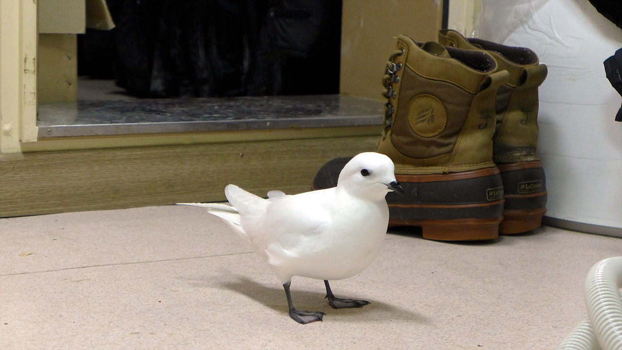 아라온에 탑승한 흰풀마갈매기.jpg