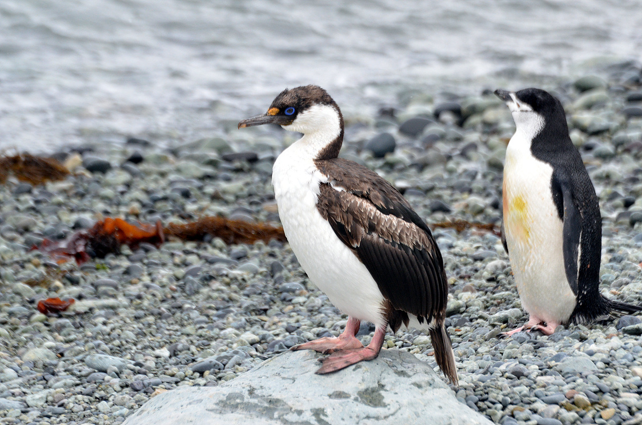 Antarctic Shag(Cormorant)_2012_12_22.jpg